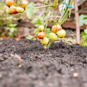 Tomatenpflanze mit reifen und unreifen Tomaten im Foliengewächshaus.