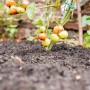 Tomatenpflanze mit reifen und unreifen Tomaten im Foliengewächshaus.
