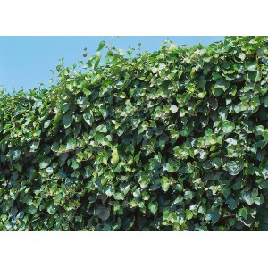 Dichte, grüne Efeuhecke (Hedera) als Sichtschutz für Balkon und Terrasse, 130x100 cm.