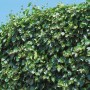 Dichte, grüne Efeuhecke (Hedera) als Sichtschutz für Balkon und Terrasse, 130x100 cm.