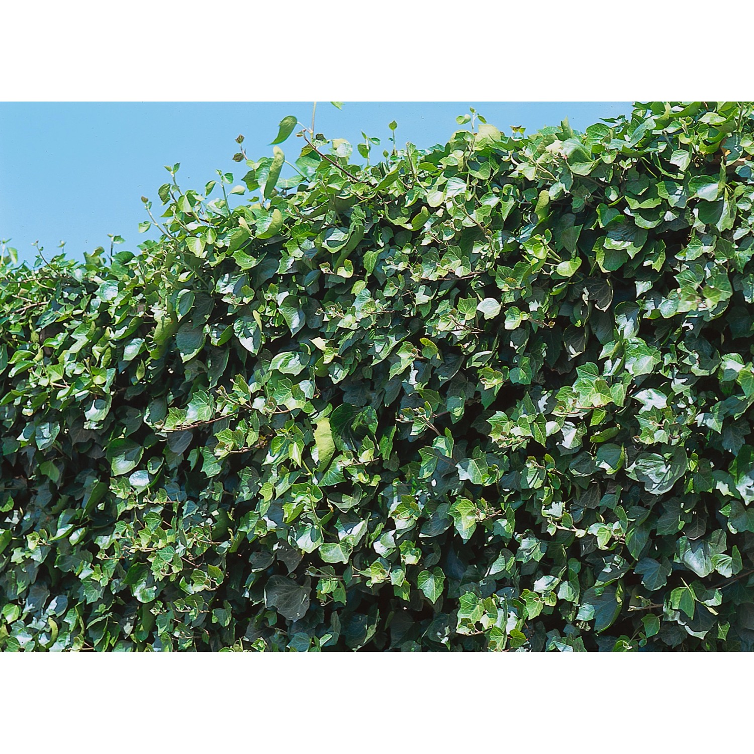 Dichte, grüne Efeuhecke (Hedera) als Sichtschutz für Balkon und Terrasse, 130x100 cm.
