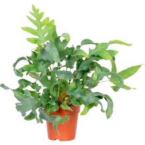 Goldtüpfelfarn 'Blue Star' im Topf, ca. 30-35 cm hoch. Zimmerfarn mit blaugrünen Blättern.