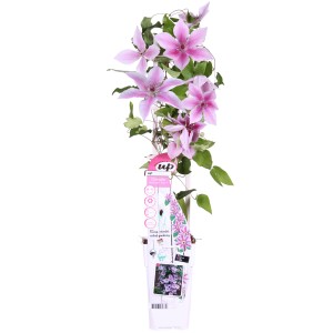 Waldrebe Yuan im Topf mit rosa-weißen Blüten, ca. 65 cm hoch. Clematis Kletterpflanze.