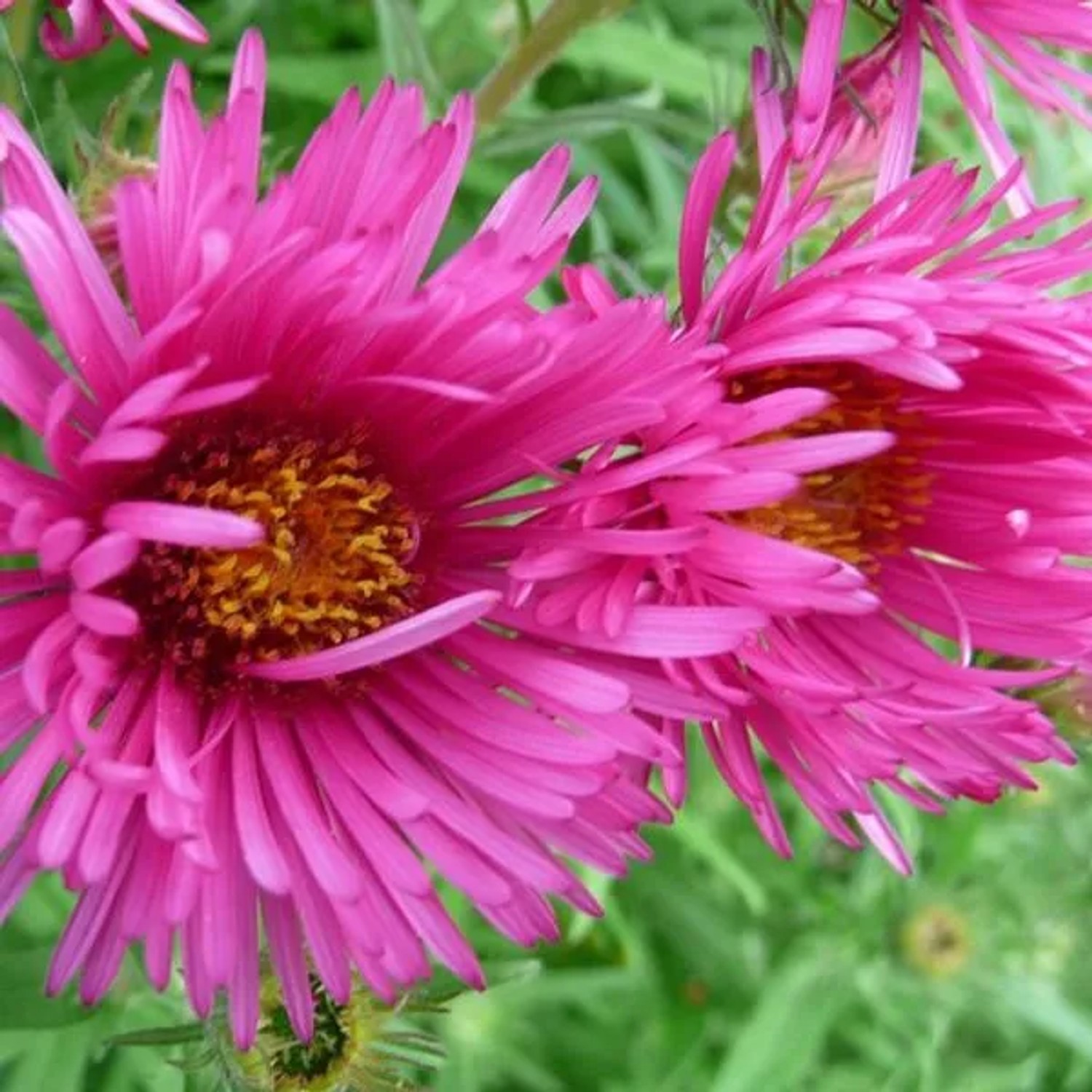 6 x Herbst-Aster 'Andenken an Alma Pötschke' Aster Novae-angliae Topf 9cm Herbstblüher