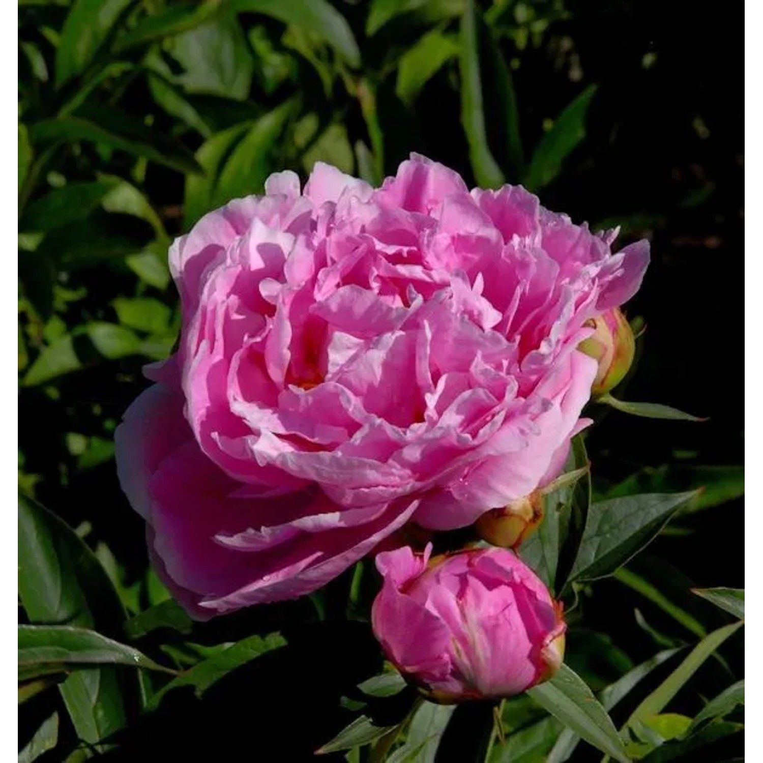 Edelpfingstrose Dr Alexander Fleming - Paeonia,actiflora