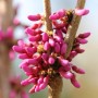 Nahaufnahme: Chinesischer Judasbaum Avondale mit pinkfarbenen Blütenknospen am Zweig.