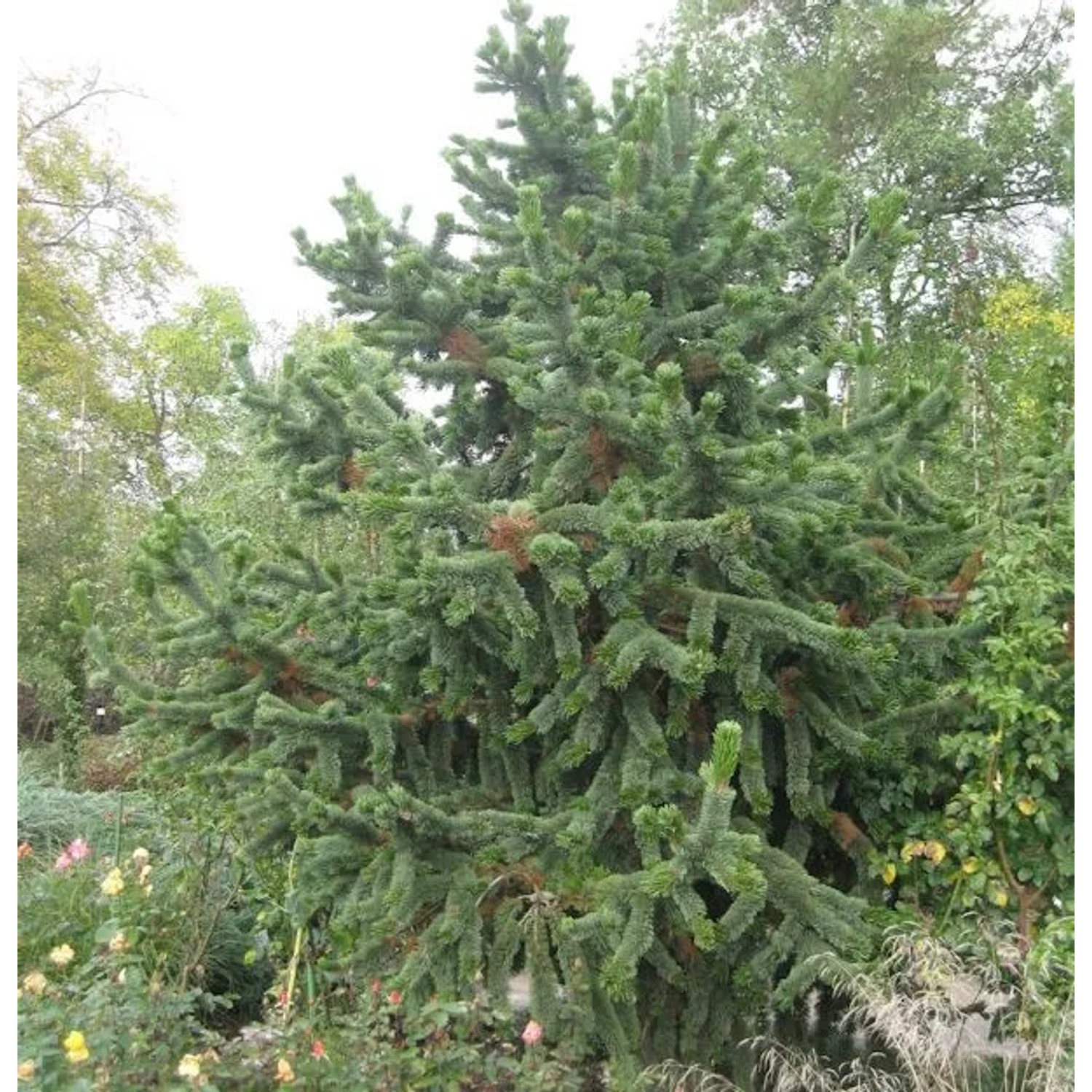 Grannen Kiefer 25-30cm - Pinus aristata