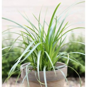 Teppich Japan Segge 'Irish Green' im Topf, grüne Zierpflanze für den Garten.