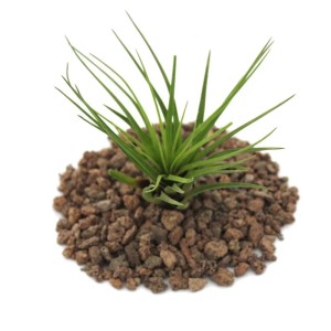 Bromelien kaufen bei OBI
