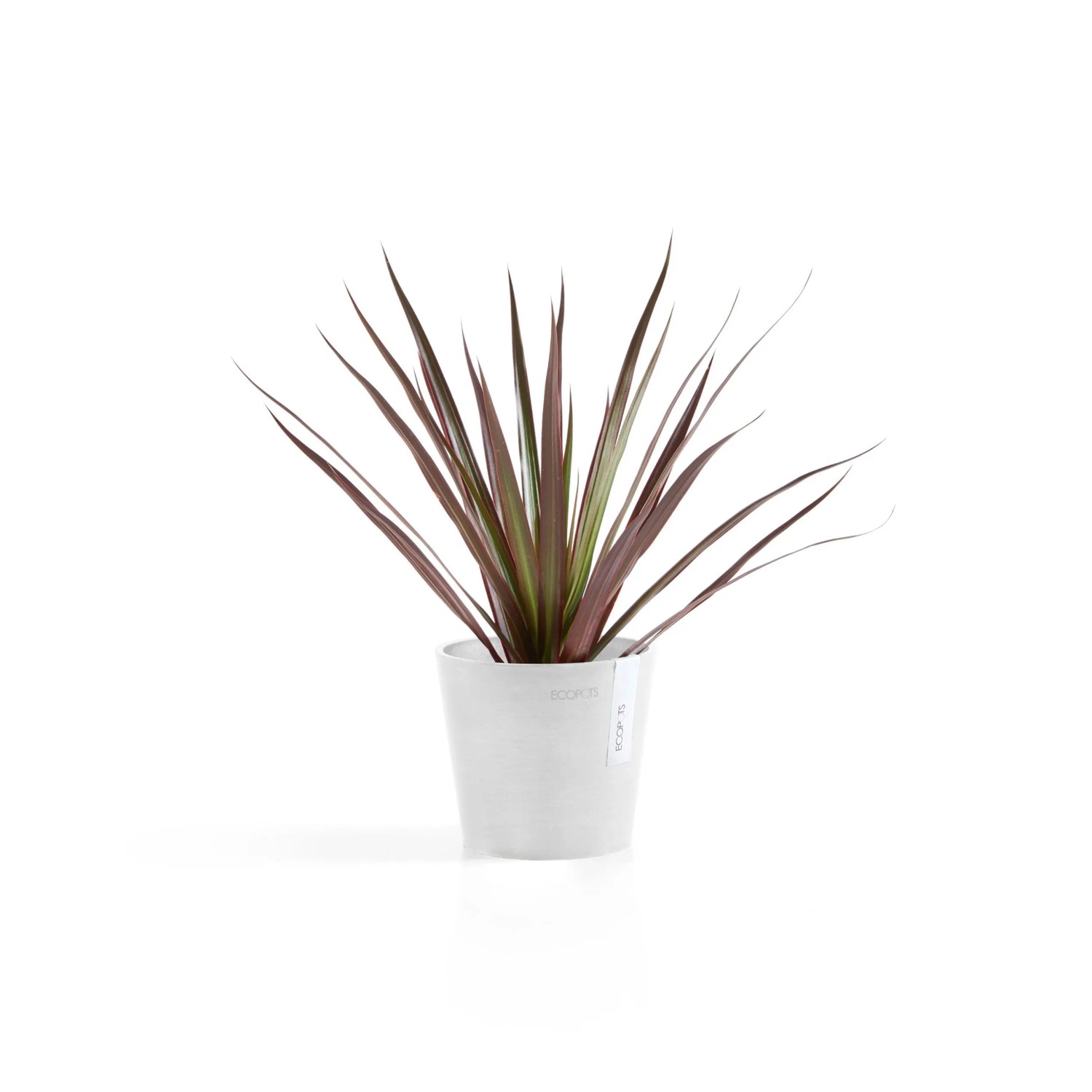 Ecopots Amsterdam Mini, weißer Pflanztopf (13x11,4cm) mit Pflanze, ideal für Innenräume.