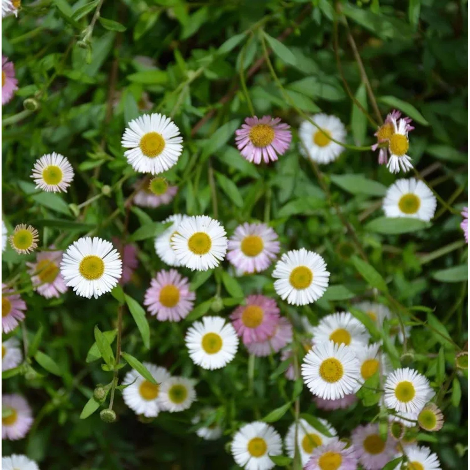 Spanisches Gänseblümchen - Erigeron karvinskianus