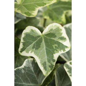 Detailaufnahme von grün-gelbem Hedera Helix 'Eva' Efeu, einer dekorativen Kletterpflanze.