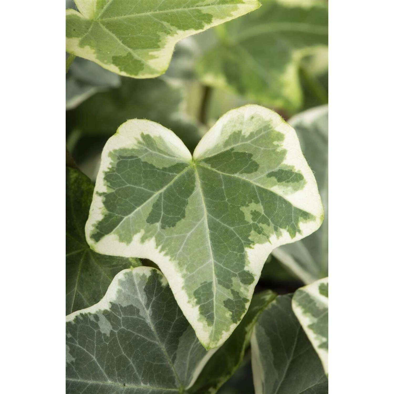 Hedera Helix Eva Efeu Grün-Gelb 60–100 cm günstig online kaufen