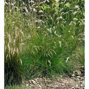 Foto von Blauschwingel 'Golden Toupee' (Festuca cinerea), einer dekorativen Staude mit feinen, blaugrünen Blättern.