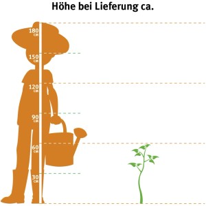 Illustration: Größenvergleich Sternmagnolie (ca. 50-60cm) bei Lieferung im Verhältnis zu einer Person.