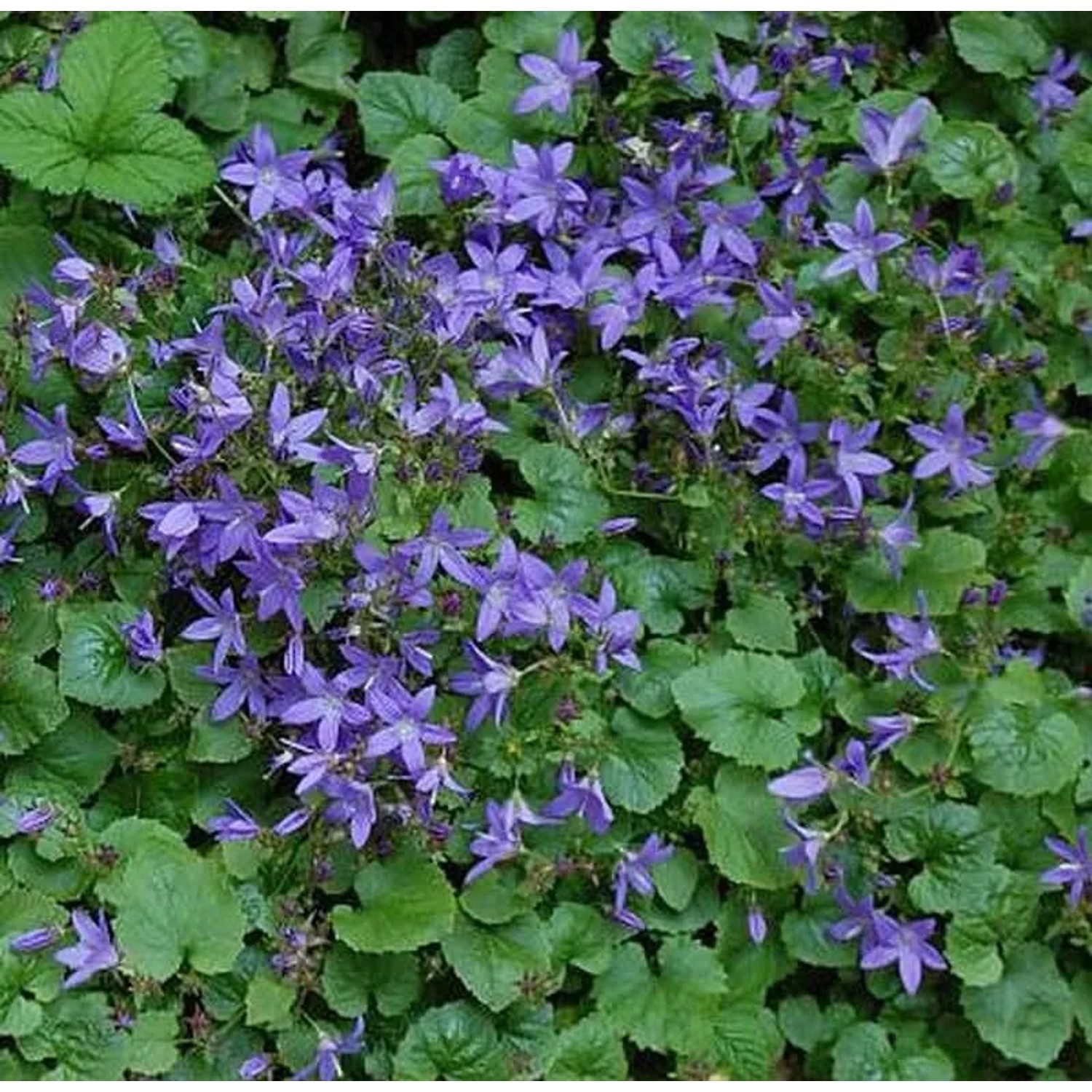Glockenblume Trollkind - Campanula poscharskyana