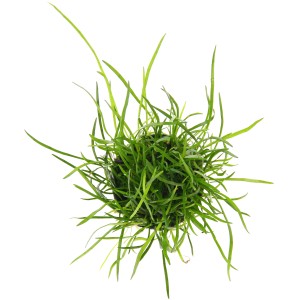 Dennerle Aquariumpflanze Lilaeopsis Mauritiana, grüne Vordergrundpflanze für Nano Cubes und Aquascaping.