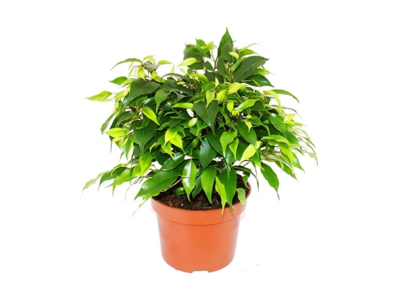 Set Di 3 Ficus Benjamini In Vaso 17cm – Danielle, Anastasia, Twilight – Piante Da Interno