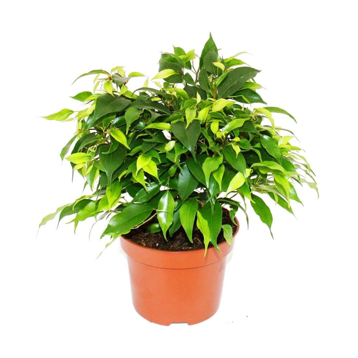 Exotenherz Buschige Birkenfeige Ficus Benjamini Kinky Green 12cm Topf