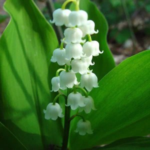 6 x Maiglöckchen Convallaria majalis Topf 9cm Weiße Blüten