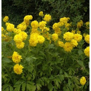 Schlitzblättriger Sonnenhut 'Goldquelle' (Rudbeckia laciniata) mit leuchtend gelben, gefüllten Blüten.