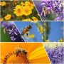 Bienenfreundliche Staudenlandschaft: Blüten in Gelb, Orange und Lila ziehen Bienen an.