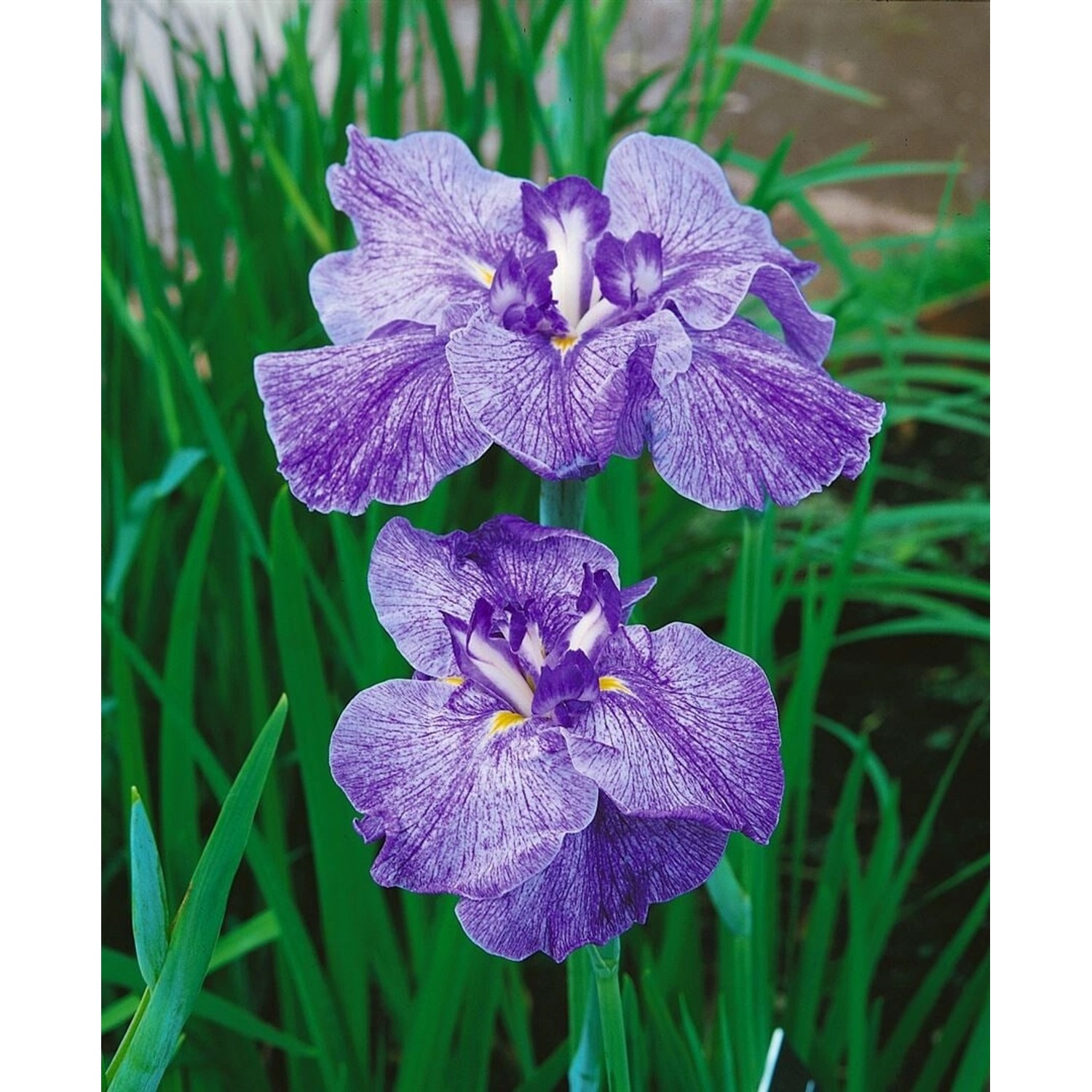 Iris Ensata Schwertlilie Amethyst Ca. 11x11 cm Topf günstig online kaufen
