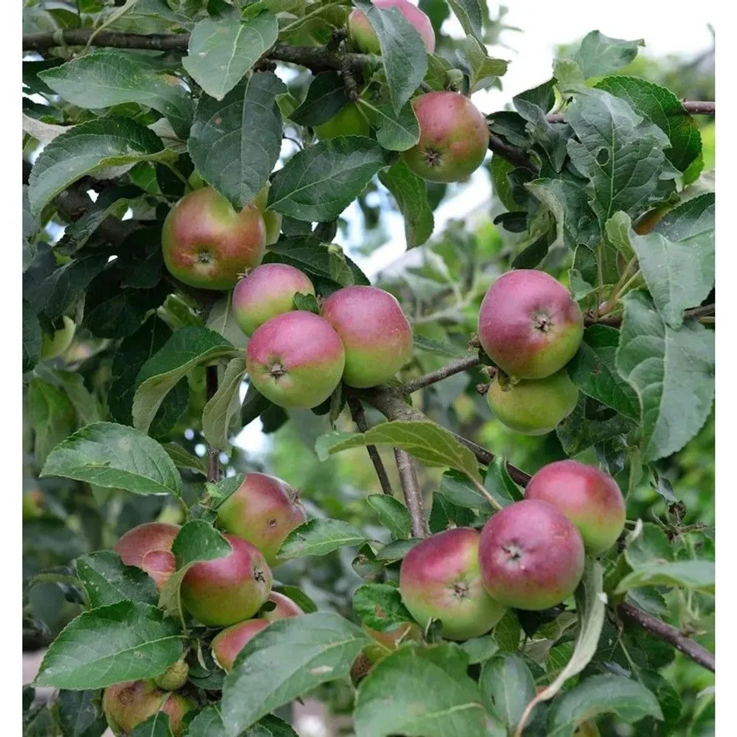 Apfelbaum Erwin Baur 60-80cm - fest und saftig