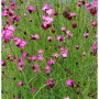 Blühende Rote Karthäuser Nelke (Dianthus carthusianorum) im Garten.