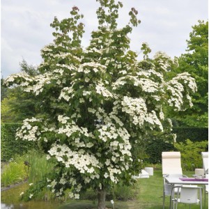 Blühender Asiatischer Blüten Hartriegel (Cornus kousa) im Garten, ca. 60-80cm hoch.