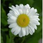Nahaufnahme einer weißen Gartenmargerite 'Maikönigin' mit gelber Mitte.