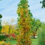 Säulen-Tulpenbaum Liriodendron, 100–125 cm, mit gelb-grünen Blättern im Herbstgarten.