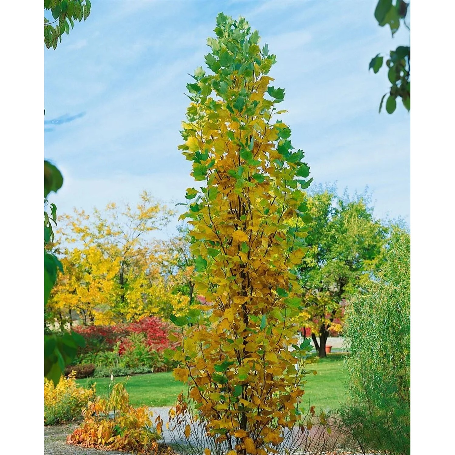 Säulen-Tulpenbaum Liriodendron, 100–125 cm, mit gelb-grünen Blättern im Herbstgarten.