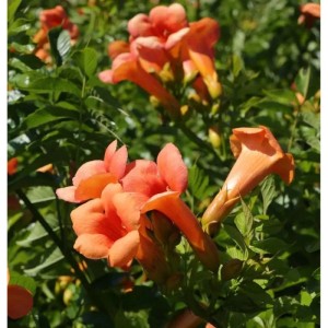Chinesische Klettertrompete Grandiflora 80-100cm - Campsis grandiflora