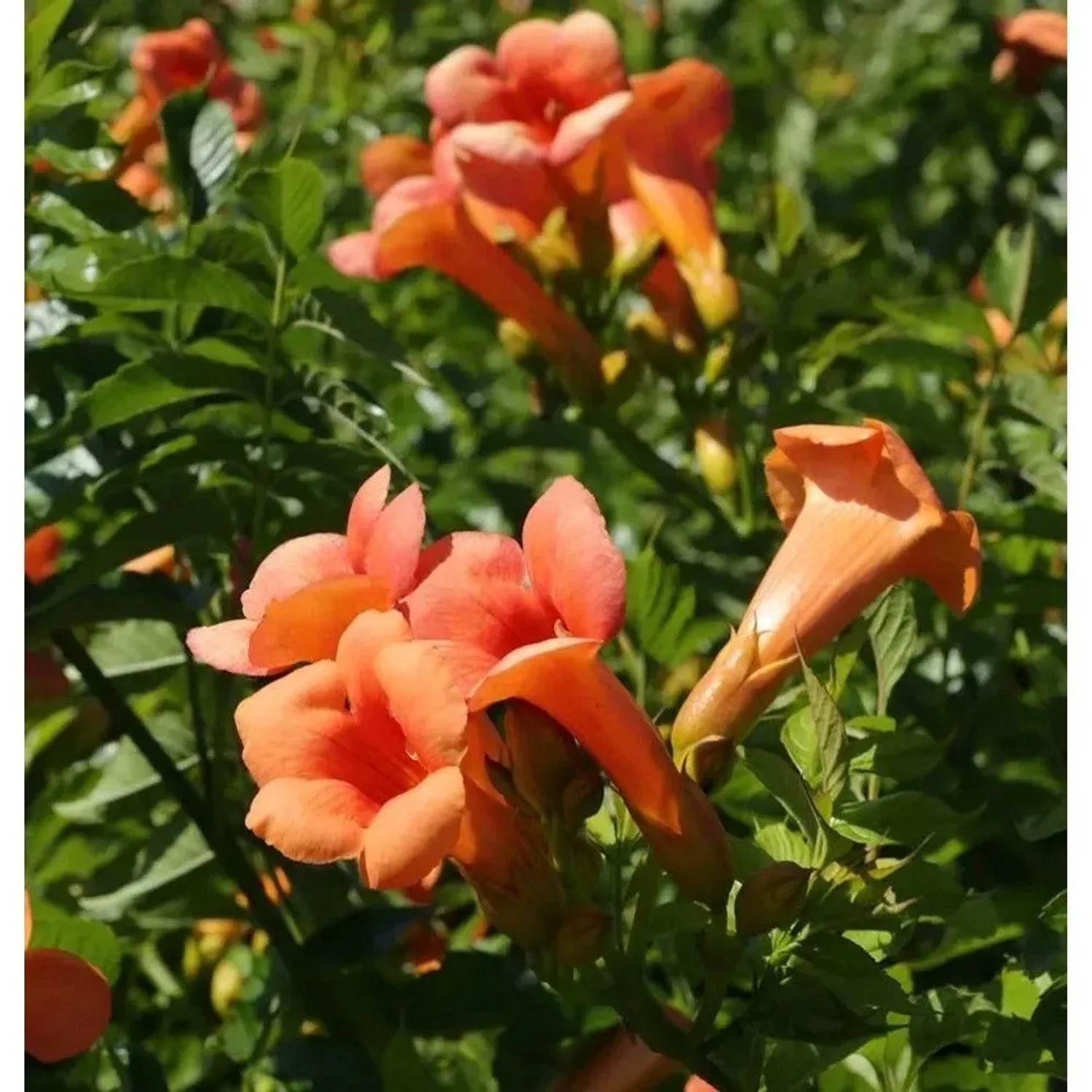 Orange-rote trompetenartige Blüten der Chinesischen Klettertrompete Grandiflora (Campsis grandiflora) mit grünen Blättern.