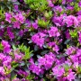 Üppiger Rhododendron Obtusum 'Königstein' mit lila Blüten, 30–40 cm hoch.