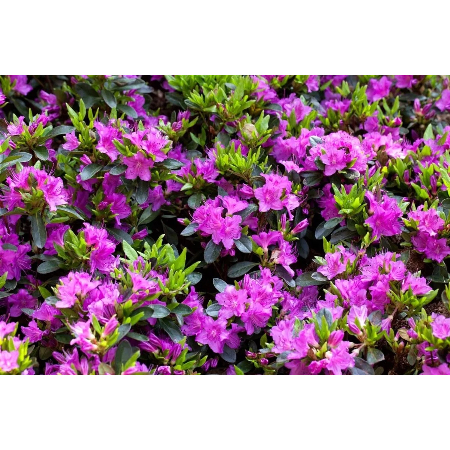 Üppiger Rhododendron Obtusum 'Königstein' mit lila Blüten, 30–40 cm hoch.