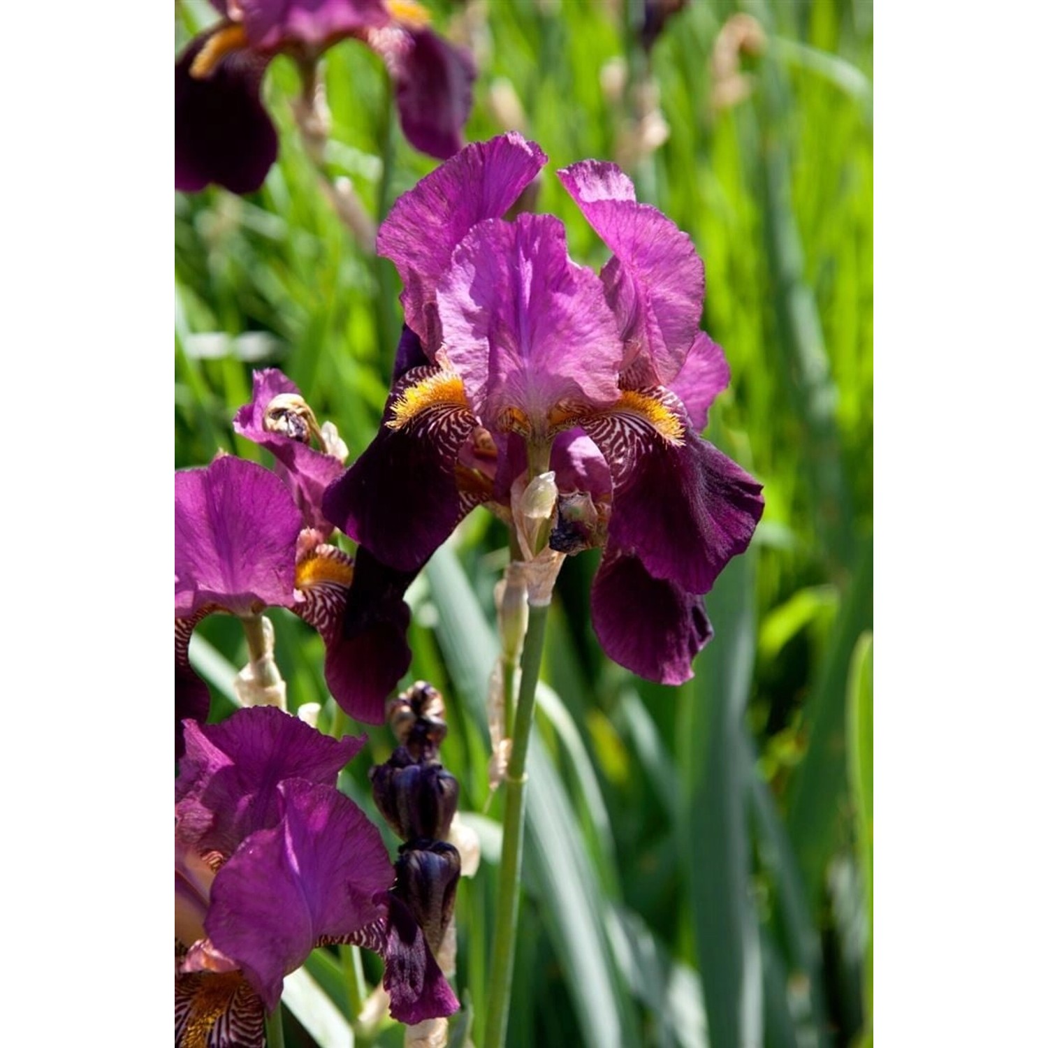 Iris X Barb.-Elat.'Senlac' Schwertlilie Ca. 11x11 cm Topf günstig online kaufen