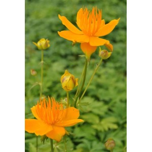 Europäische Trollblume (Trollius Europaeus) mit leuchtend gelben Blüten im 9x9 cm Topf.