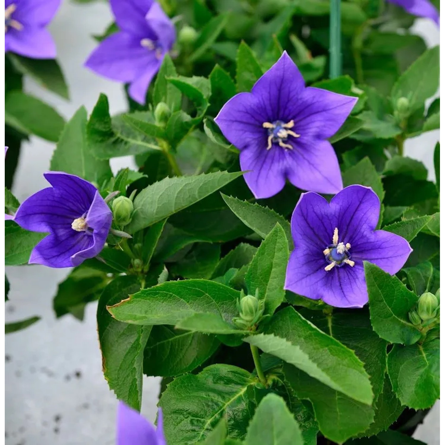 Ballonblume Astra Blau - Platycodon grandiflorus