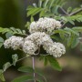 Blühende Eberesche (Sorbus aucuparia Edulis) mit weißen Blüten und grünen Blättern.