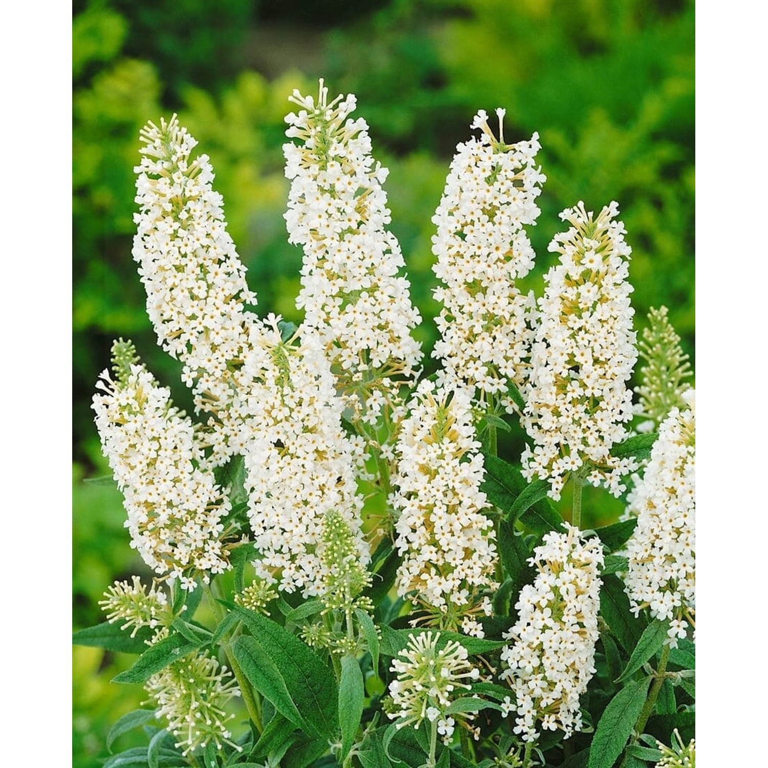 Buddleja Davidii Schmetterlingsstrauch White Ball 40-60 cm günstig online kaufen