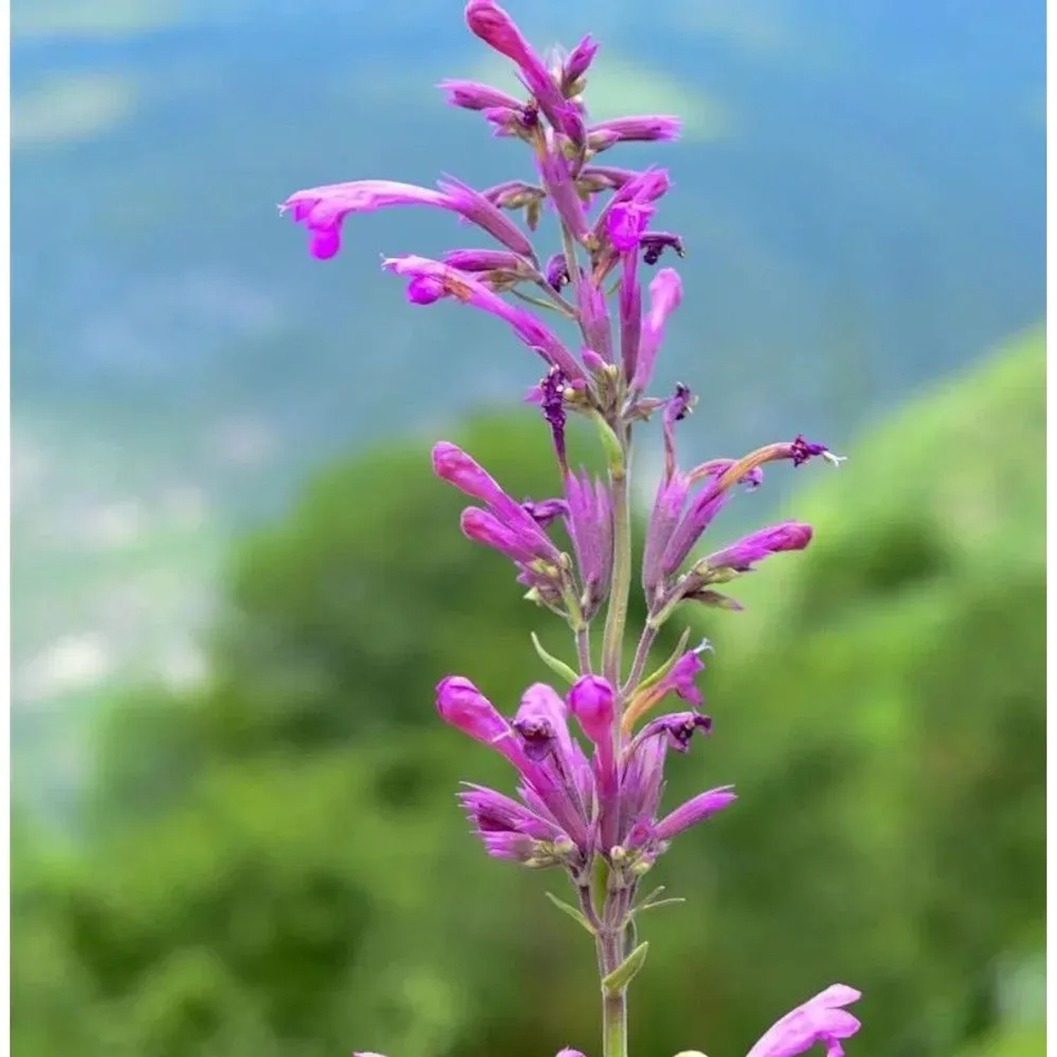 Mexikanische Agastache - Agastache mexicana