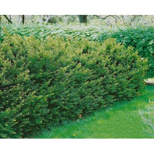 Immergrüne Kugel-Eibe Taxus Media Groenland, buschig wachsend, für Hecken und Gärten.