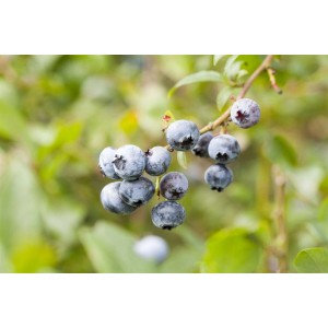 Nahaufnahme von reifen, blauen Heidelbeeren (Vaccinium Corymbosum Toro) am Strauch.