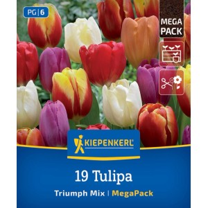 Kiepenkerl Triumph-Tulpen Mischung Mega-Pack, 19 farbenfrohe Blumenzwiebeln in Rot, Gelb, Weiß und Lila.