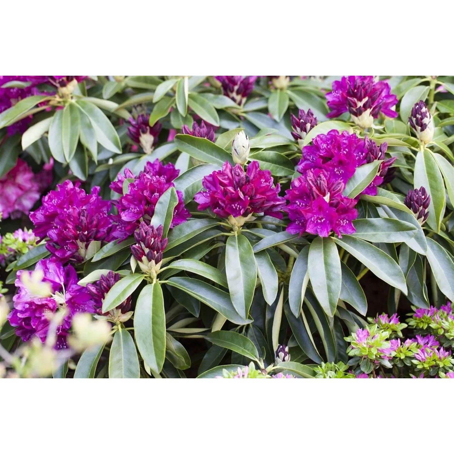 Purpurroter Rhododendron Hybr. Old Port, 50–60 cm hoch, blüht üppig im Garten.