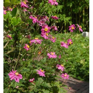 Herbstanemone 'Prinz Heinrich' mit pinkfarbenen Blüten und gelber Mitte im Gartenbeet.