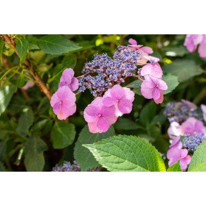 Nahaufnahme der rosa Blüten und grünen Blätter der Hydrangea 'Cotton Candy' Hortensie.