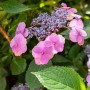 Nahaufnahme der rosa Blüten und grünen Blätter der Hydrangea 'Cotton Candy' Hortensie.